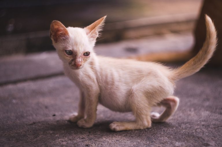 little dirty skinny white kitten