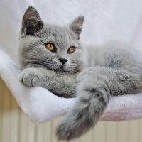 british shorthair kitten lying in a hammock against a radiator inside a house