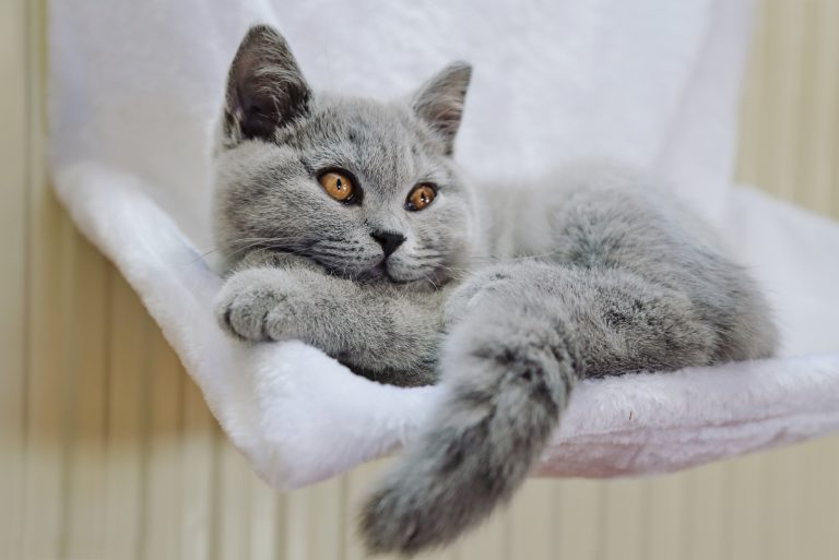 british shorthair kitten lying in a hammock against a radiator inside a house