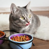 cat eating food from bowl