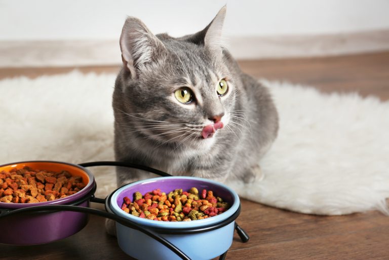 cat eating food from bowl