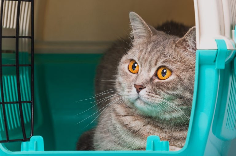 cat laying in a cat terrier box