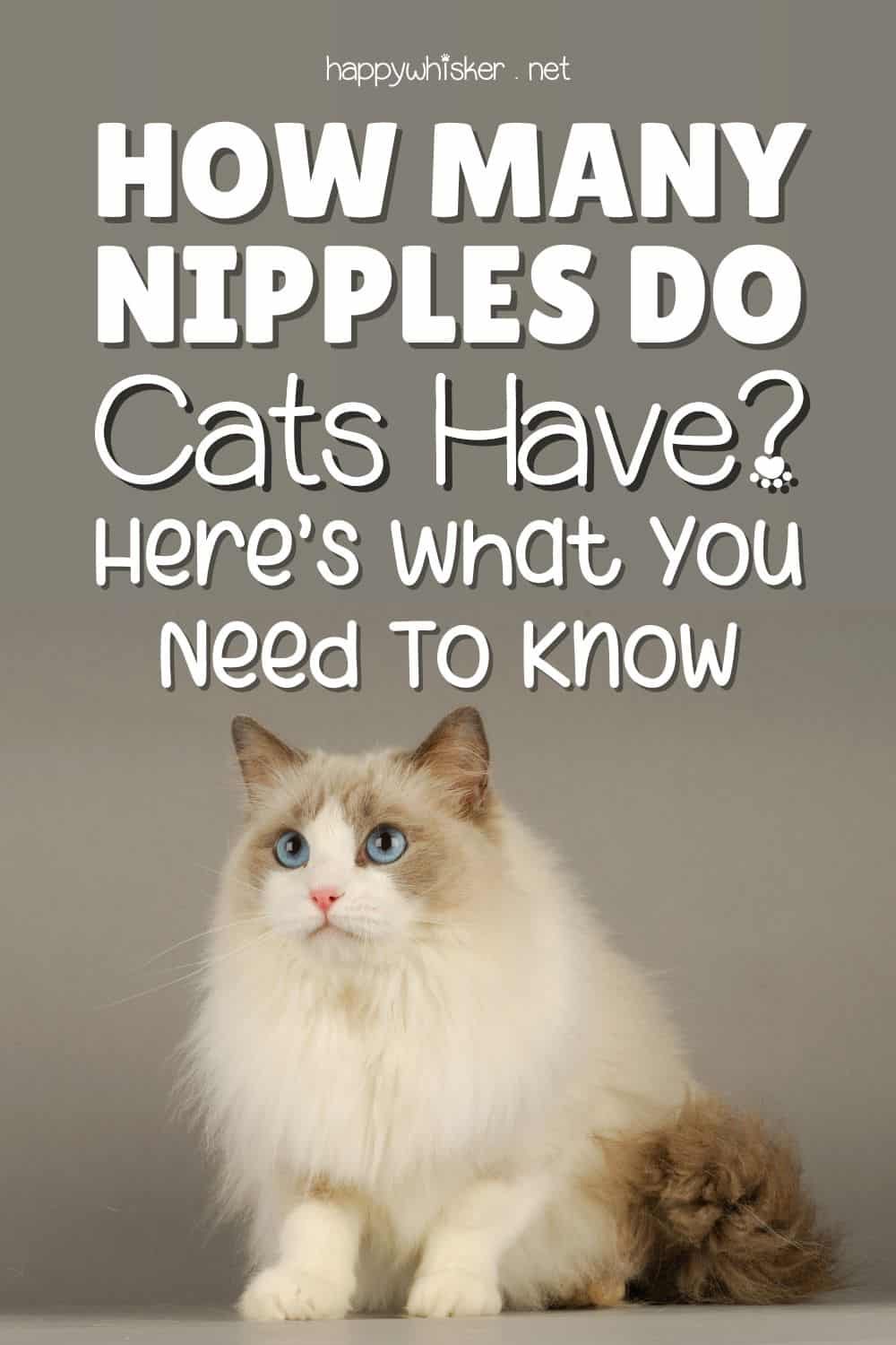 How Many Nipples Do Cats Have This Is What You Need To Know Pinterest