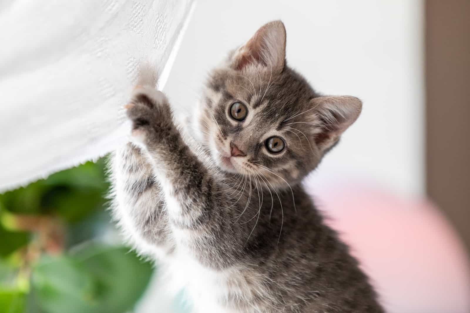 Little kitten playing on a window in the morning sunlight