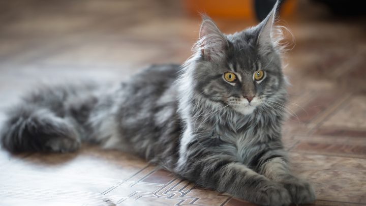 Maine Coon Tuxedo Cat–Types, Personality, Appearance & More