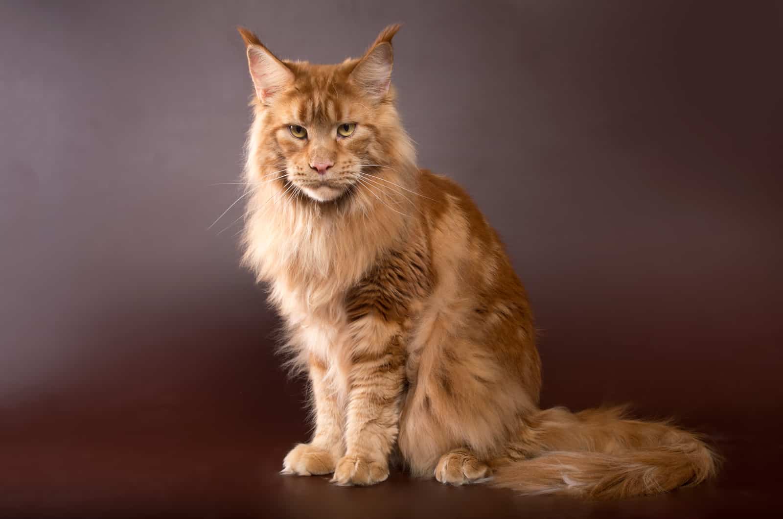 Maine Coon cat on a brown background 