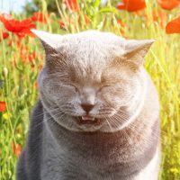 a gray cat sits in the grass and sneezes