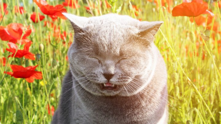 My Cat Keeps Sneezing But Seems Fine – What Should I Do?