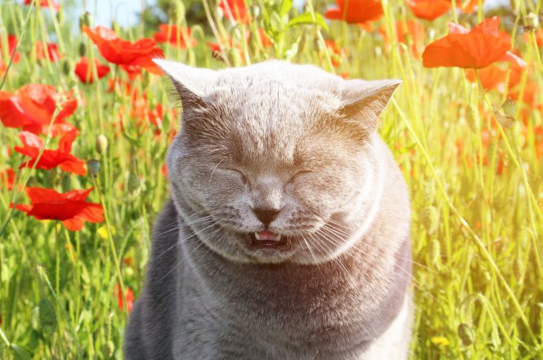 a gray cat sits in the grass and sneezes