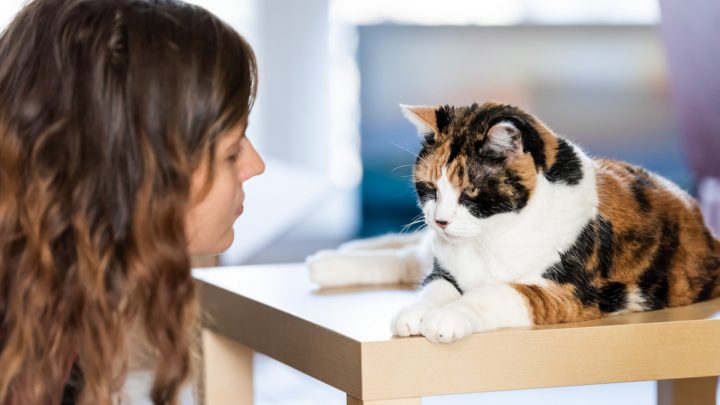My Cat Wont Leave Me Alone – 10 Causes And 10 Solutions
