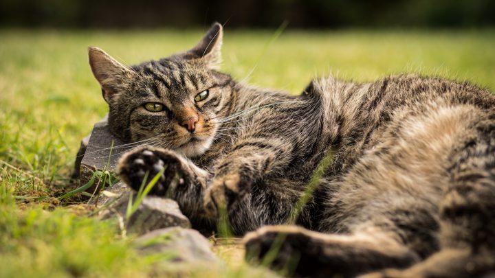 My Indoor Cat Is Obsessed With Going Outside! 5 Reasons