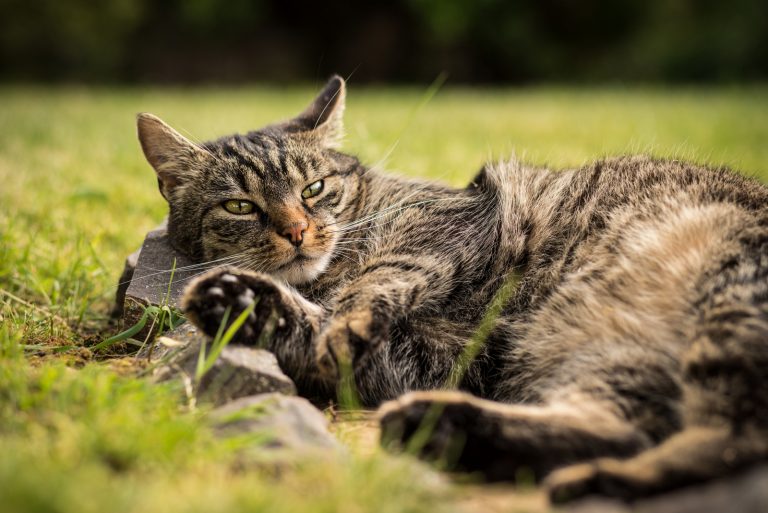 a beautiful cat enjoys the garden