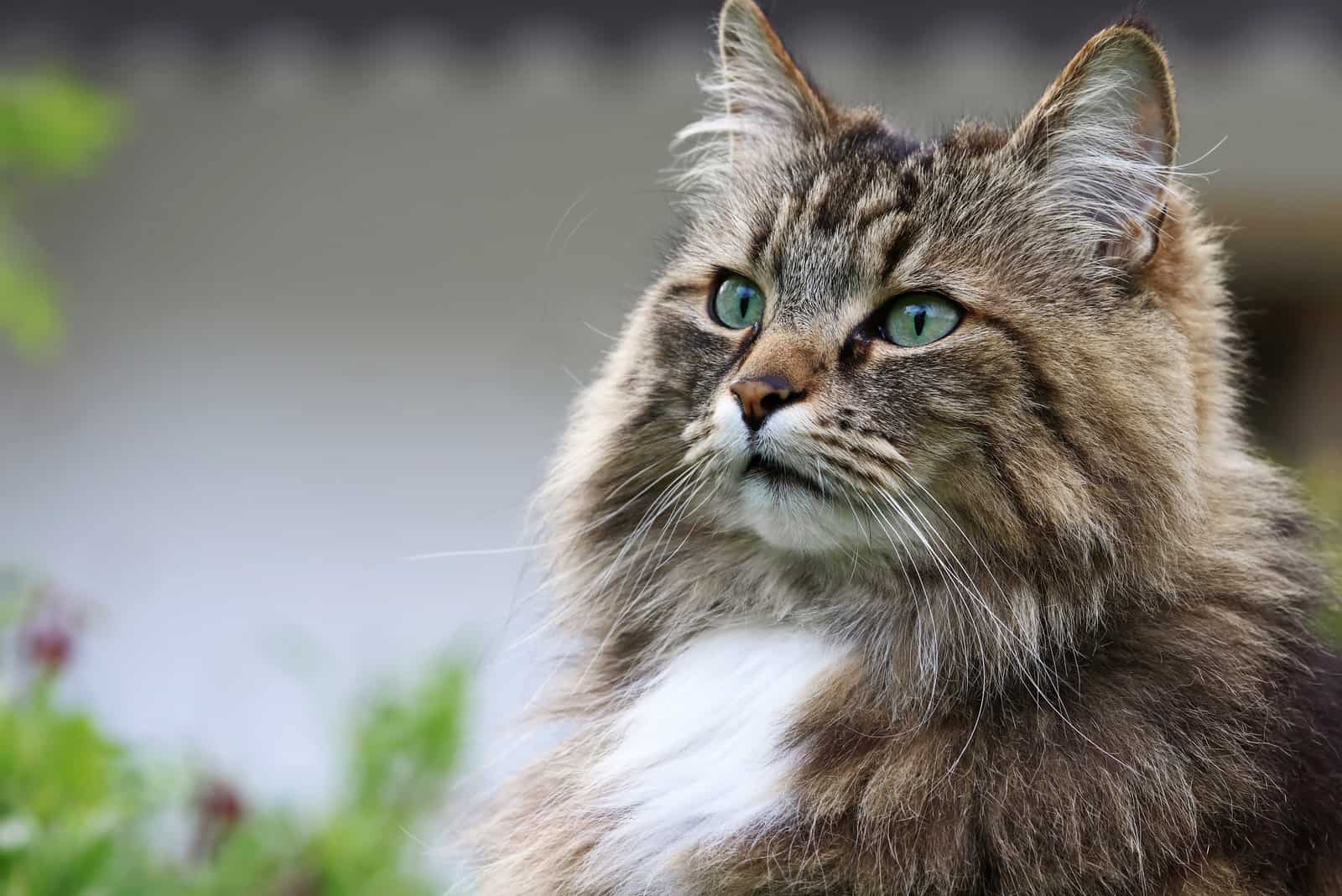 Norwegian Forest Cat