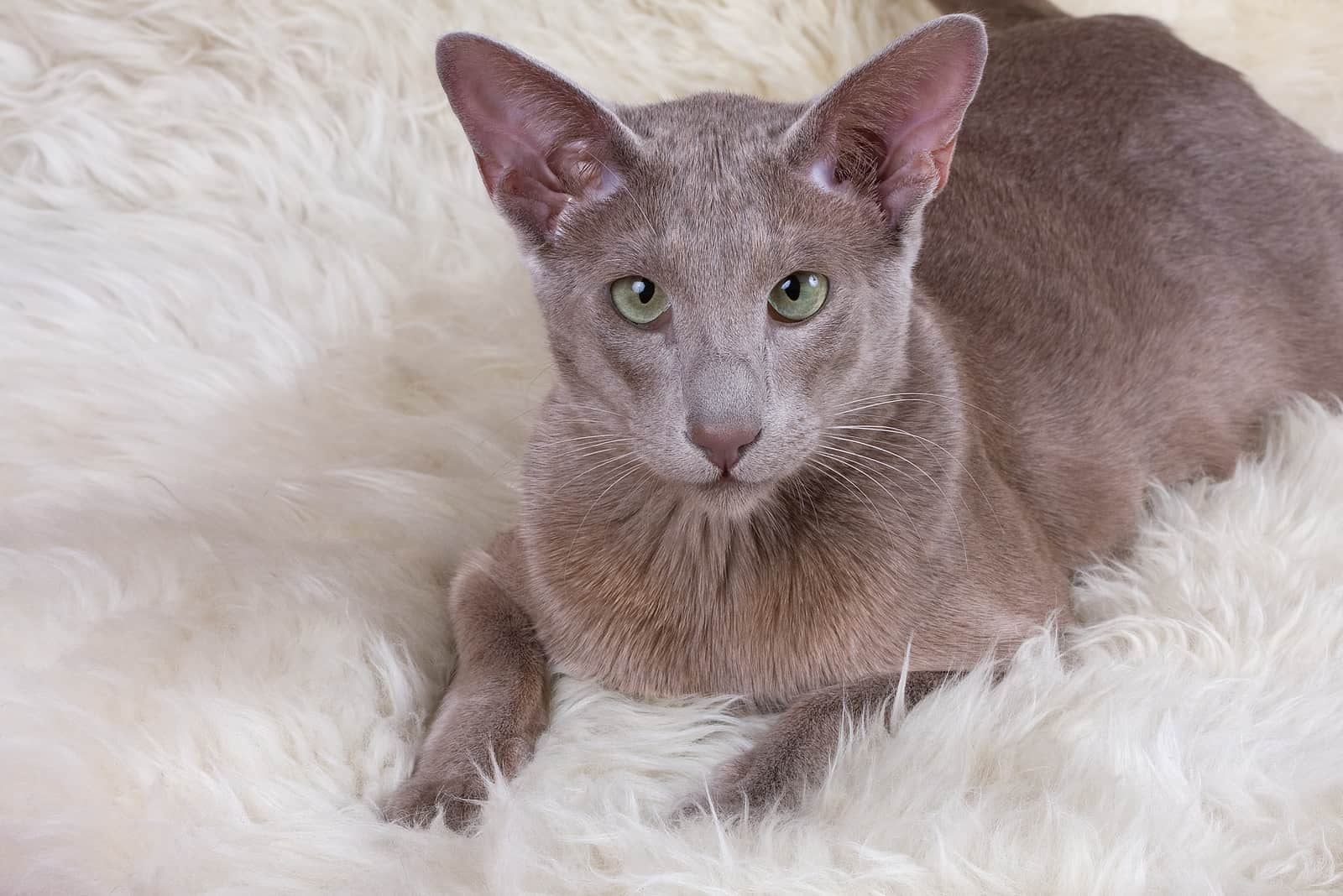 Oriental Shorthair