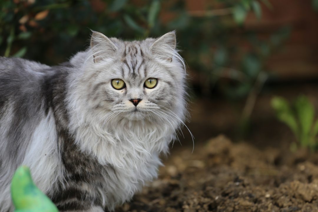 TOP 18 Types Of Beautiful Grey Cat With Green Eyes