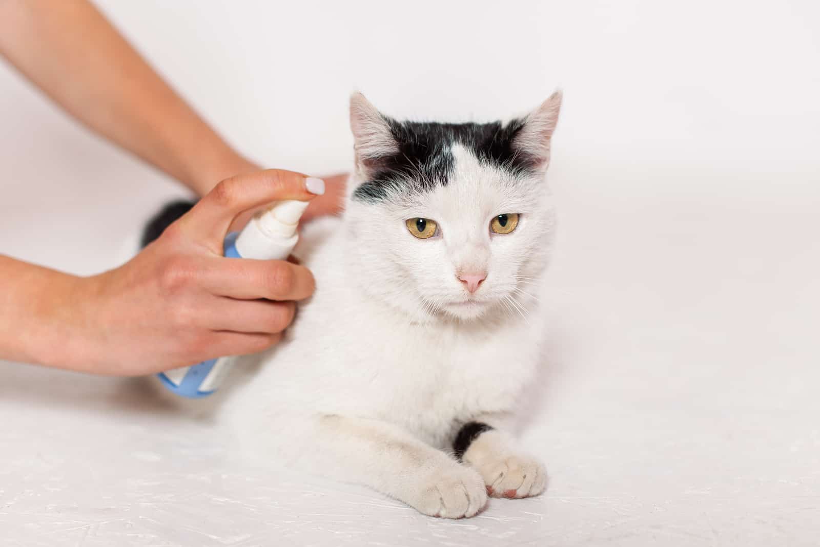 Pet care, flea and tick spray treatment
