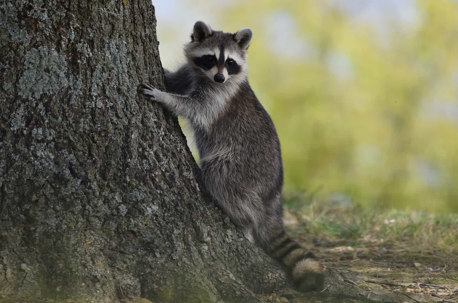 Raccoon standing by tree