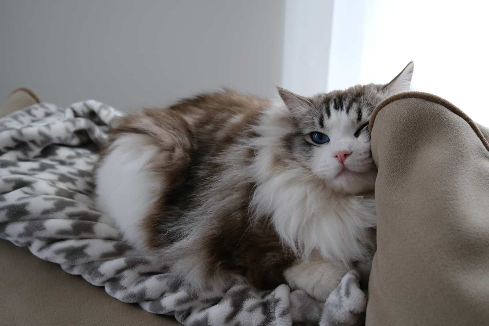 Ragdoll Cat lying on blanket