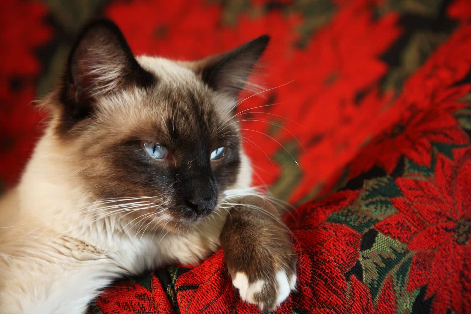 Ragdoll Snowshoe cat lies and rests