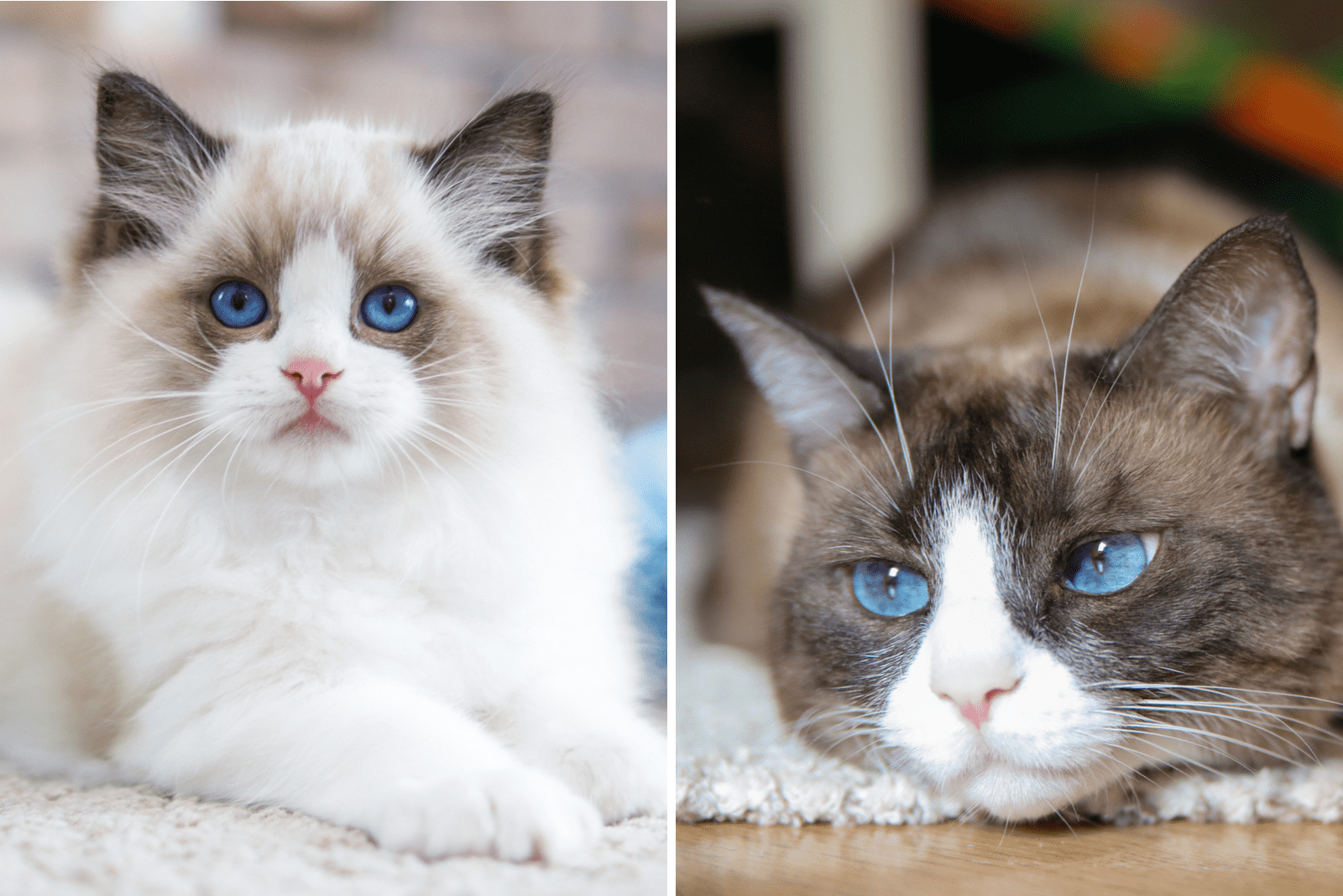 Ragdoll and Snowshoe Cat