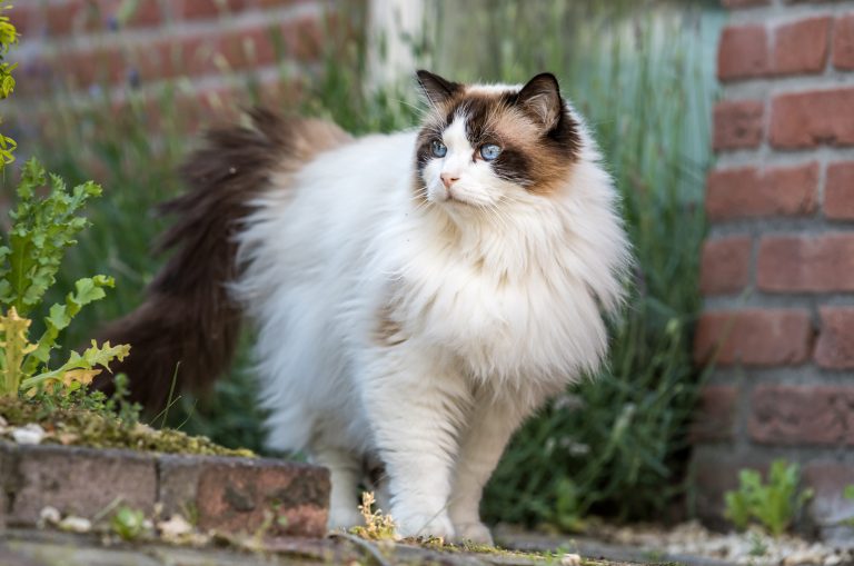Top 11 Ragdoll Breeders In California In 2023