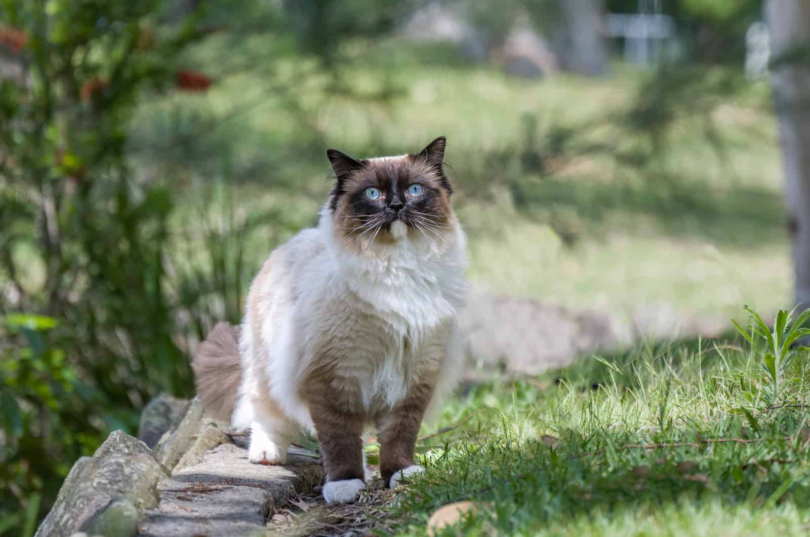 Ragdoll standing outside on grass
