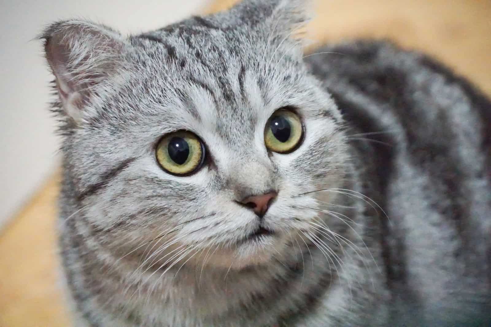 Scottish Fold