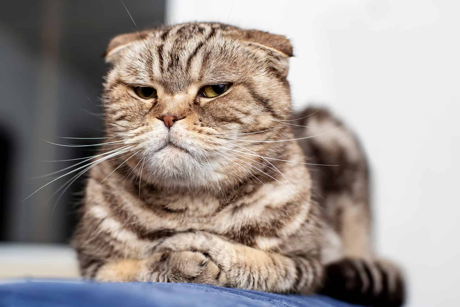 Serious cat Scottish fold lying on blue sofa neatly folded his paws