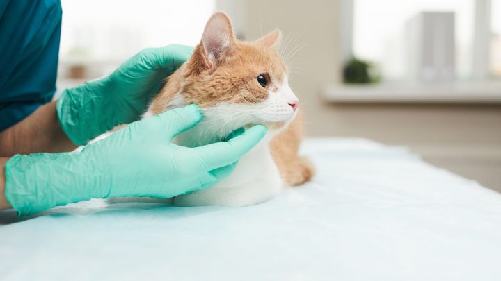 Should You Pick Scabs Off Cats? Best Explanation