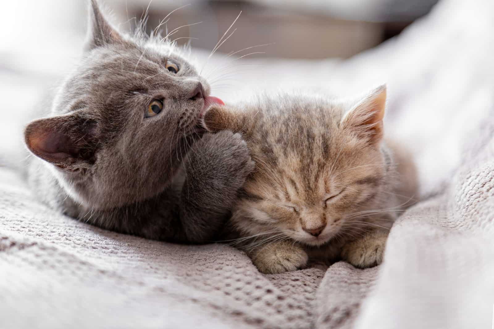 Small gray kitten licks ear of tabby kitten