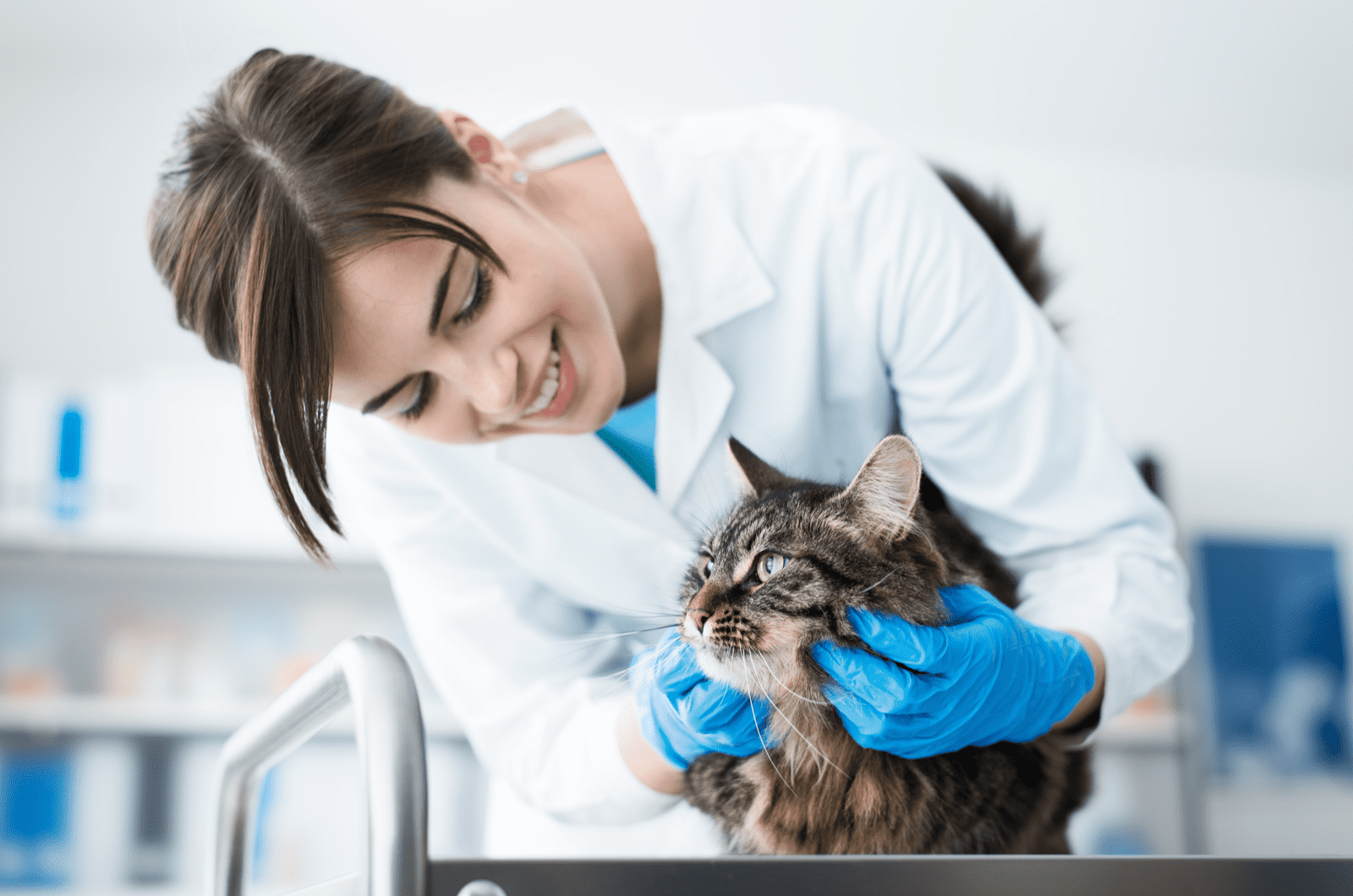 Smiling veterinarian examining a cat on the surgical table
