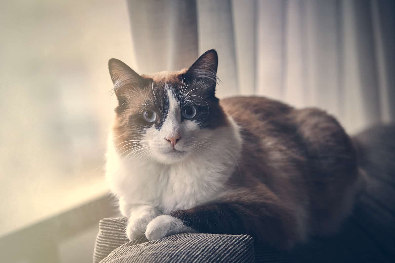 Snowshoe Ragdoll lies and looks around