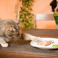 spraying cat with water