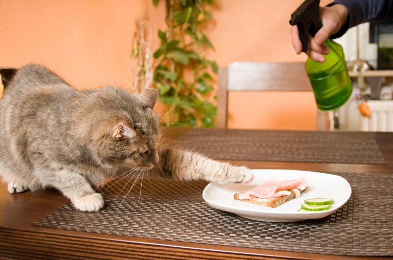 spraying cat with water