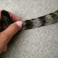 the woman touches the cat's tail