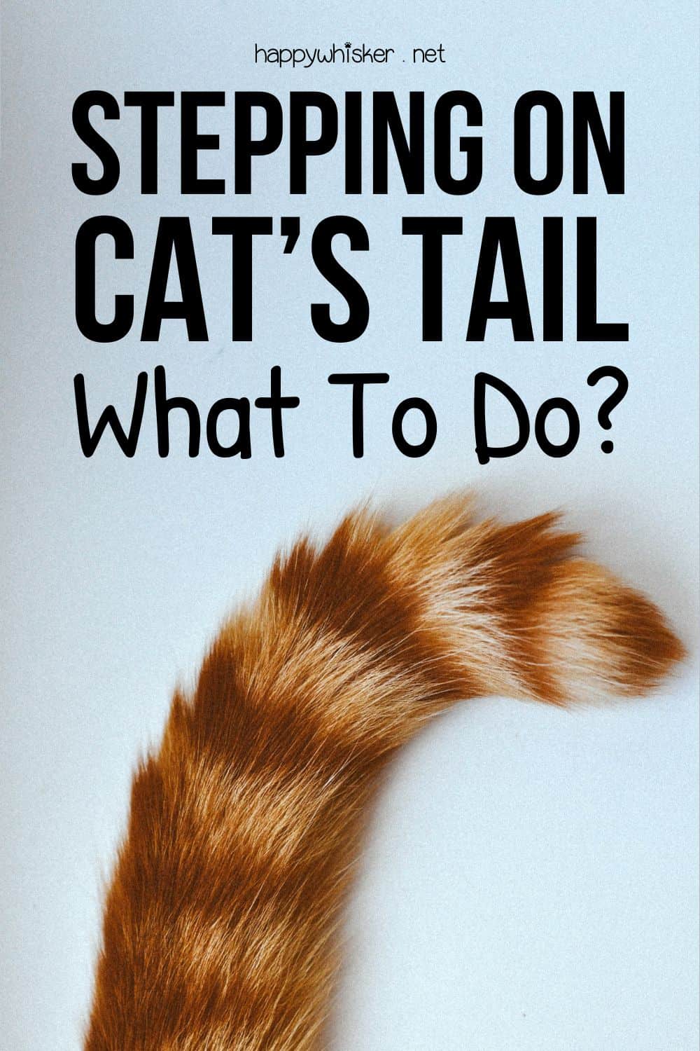 Stepping On Cat’s Tail - What To Do Pinterest