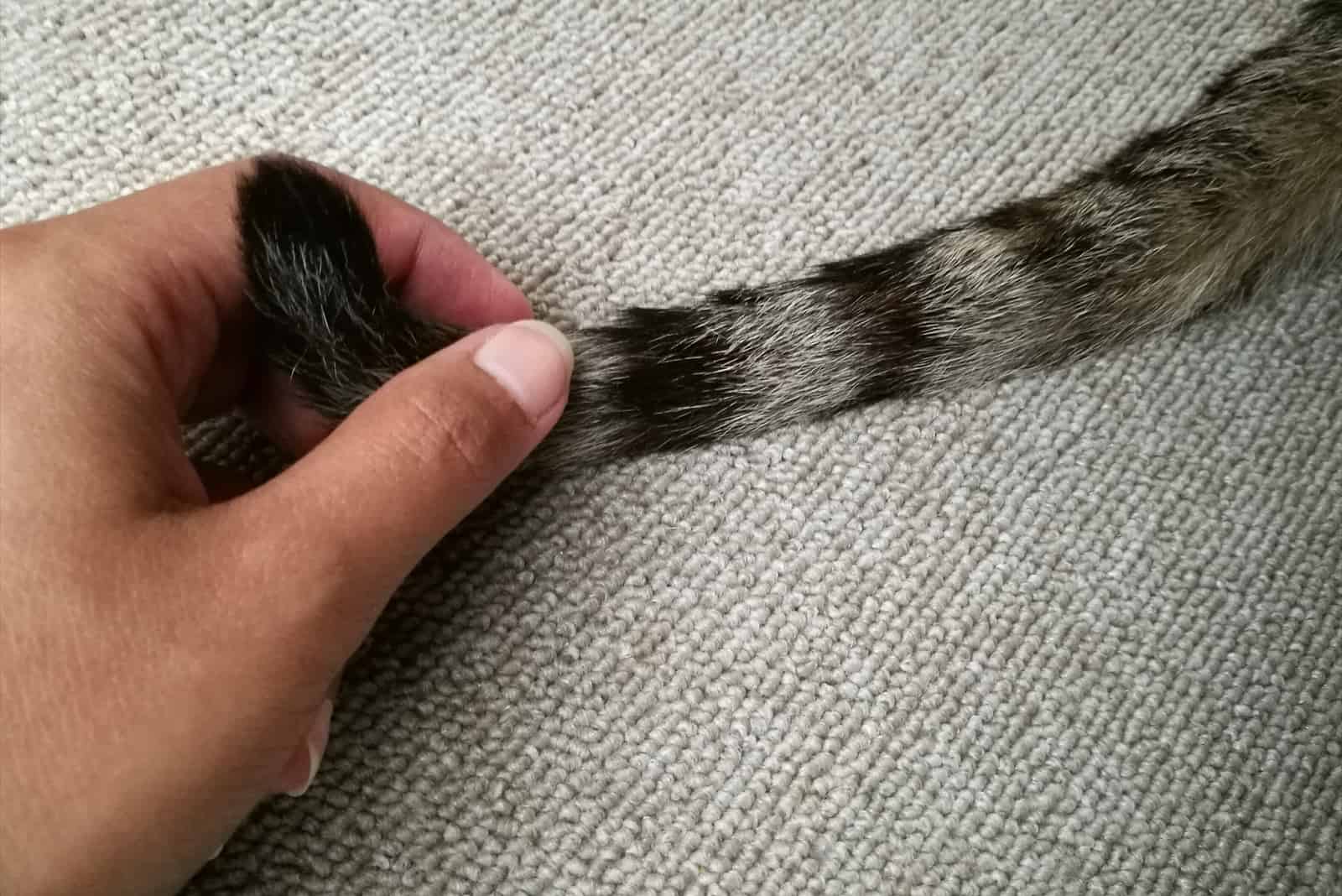 the woman touches the cat's tail