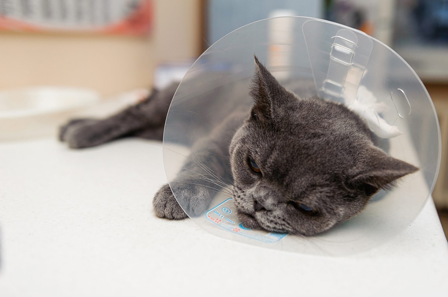 How Long To Keep Cat Confined After Spay Read And Find Out