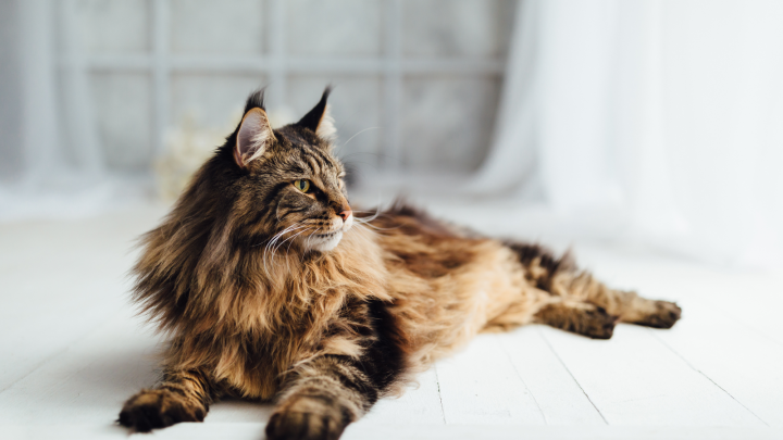 Best Maine Coon Breeders You Can Find In California