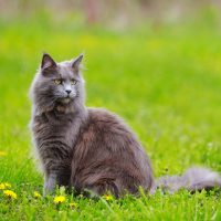 a beautiful gray cat is sitting in the grass