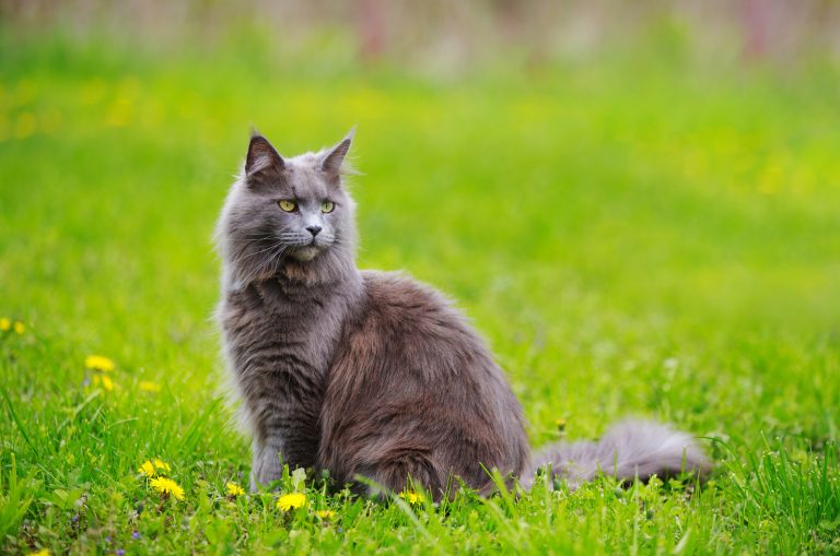 a beautiful gray cat is sitting in the grass