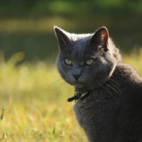 cat with green eyes