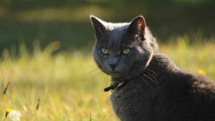 TOP 18 Types Of Beautiful Grey Cat With Green Eyes