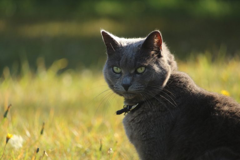 cat with green eyes