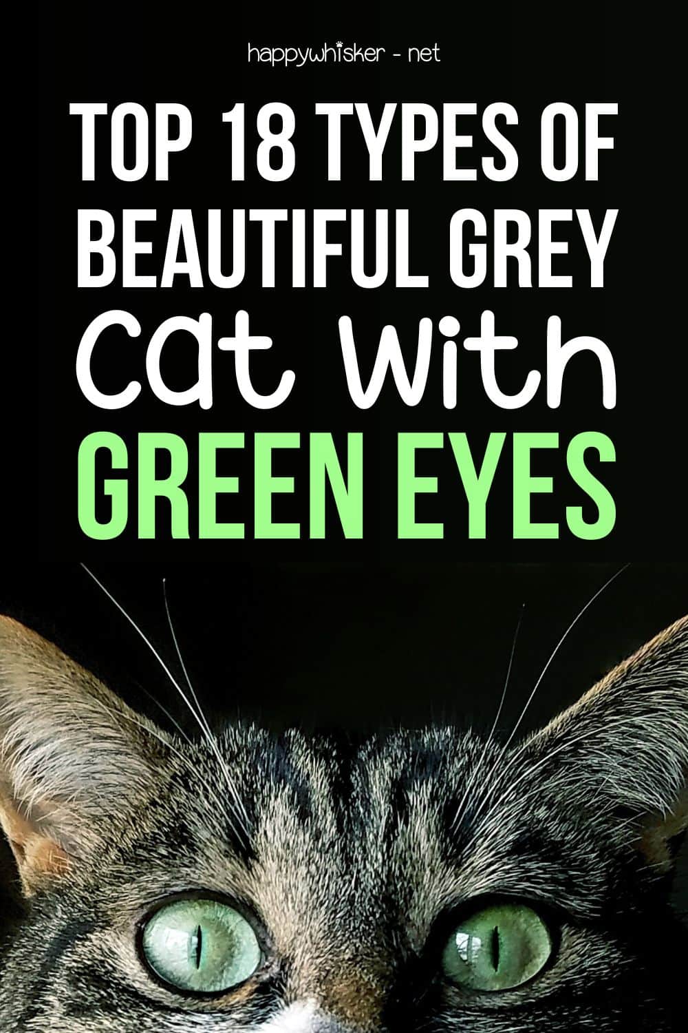 TOP 18 Types Of Beautiful Grey Cat With Green Eyes Pinterest