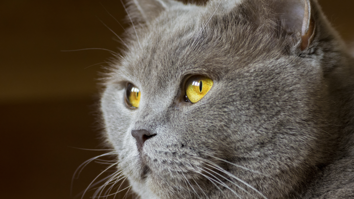 List Of 20 Domestic Cats With Yellow Eyes