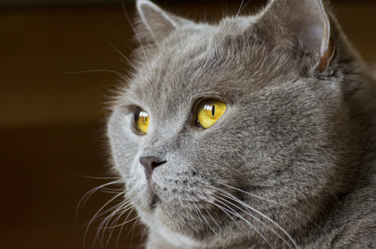 british shorthair with yellow eyes