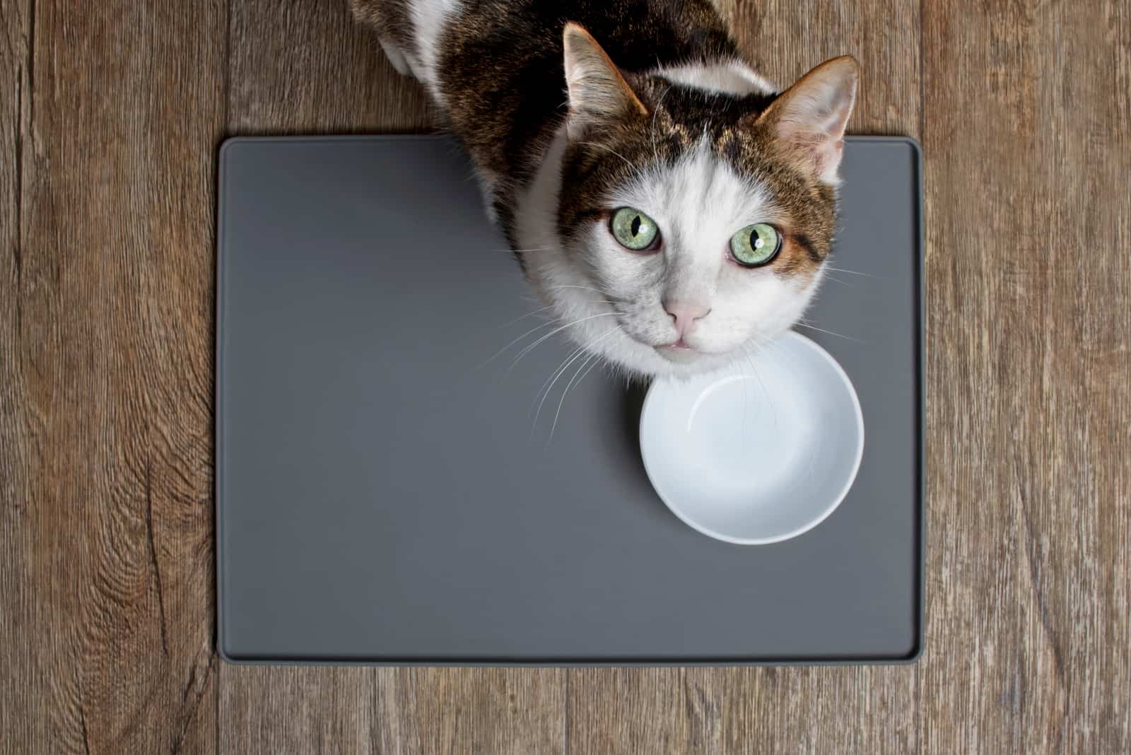 Tabby cat sitting in front of a emty food dish and looking up