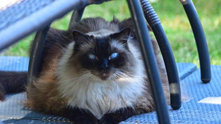 All About The Chocolate Point Ragdoll Cat