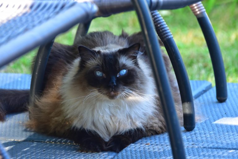 Chocolate Seal Point Ragdoll Cat Lying Under a Deck Chair in Summer